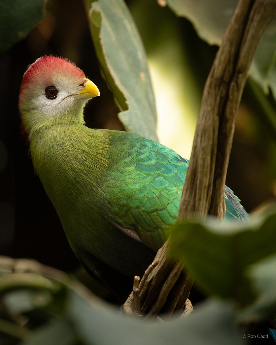 Red-crested turaco : Cotswold WP : 14 Mar 2025