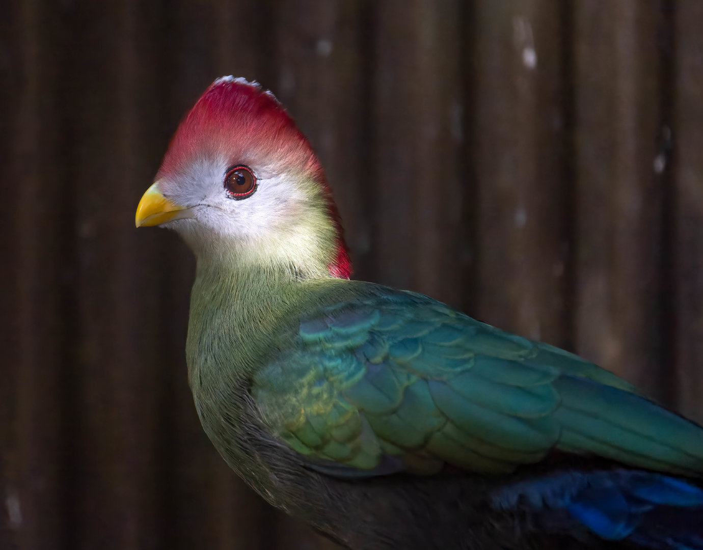 Red crested Turaco, CWP, UK