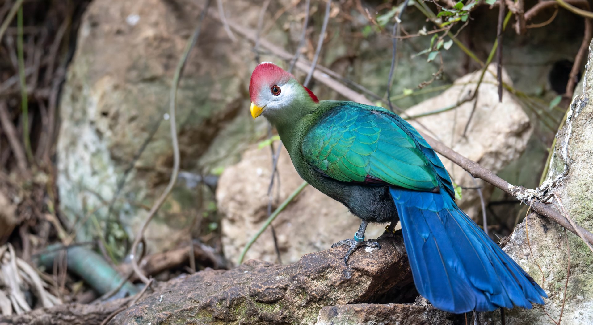 Red Crested Turaco, CWP, UK