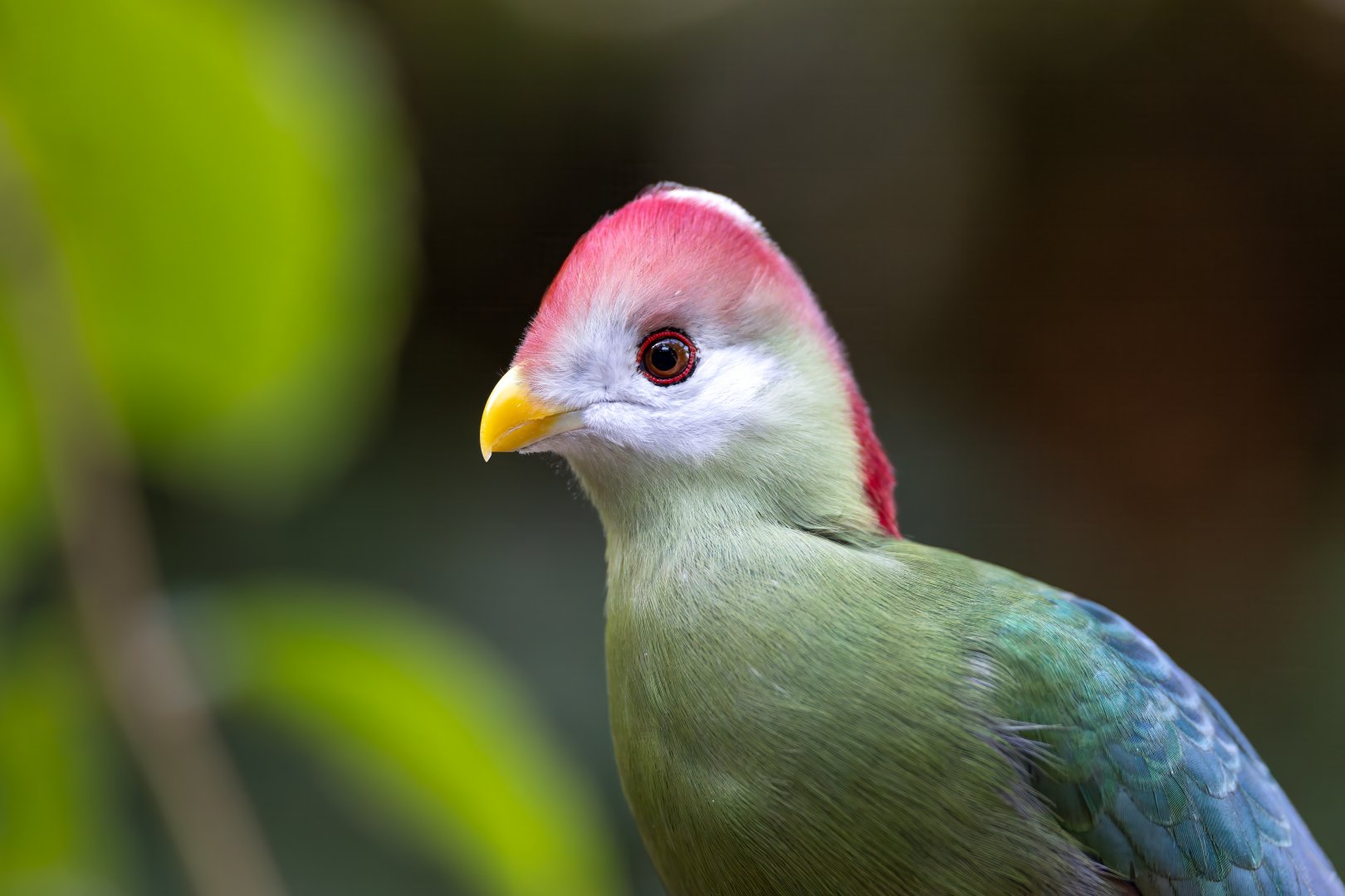 Red crested Turaco, CWP, UK