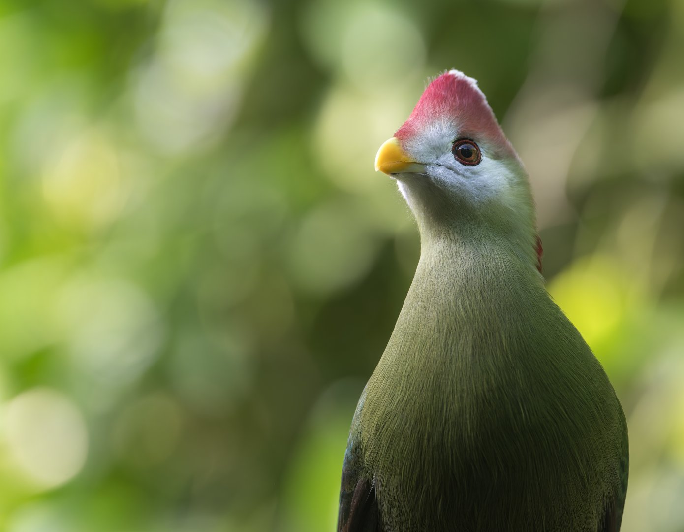 Red Crested Turaco, CWP, UK