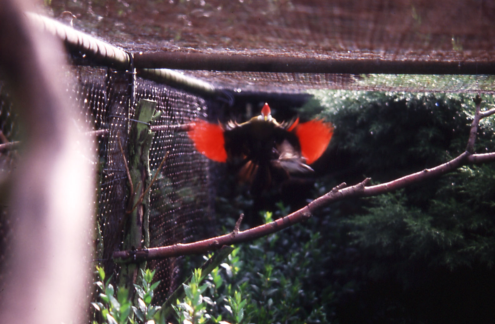 Red-crested Turaco displaying underwings