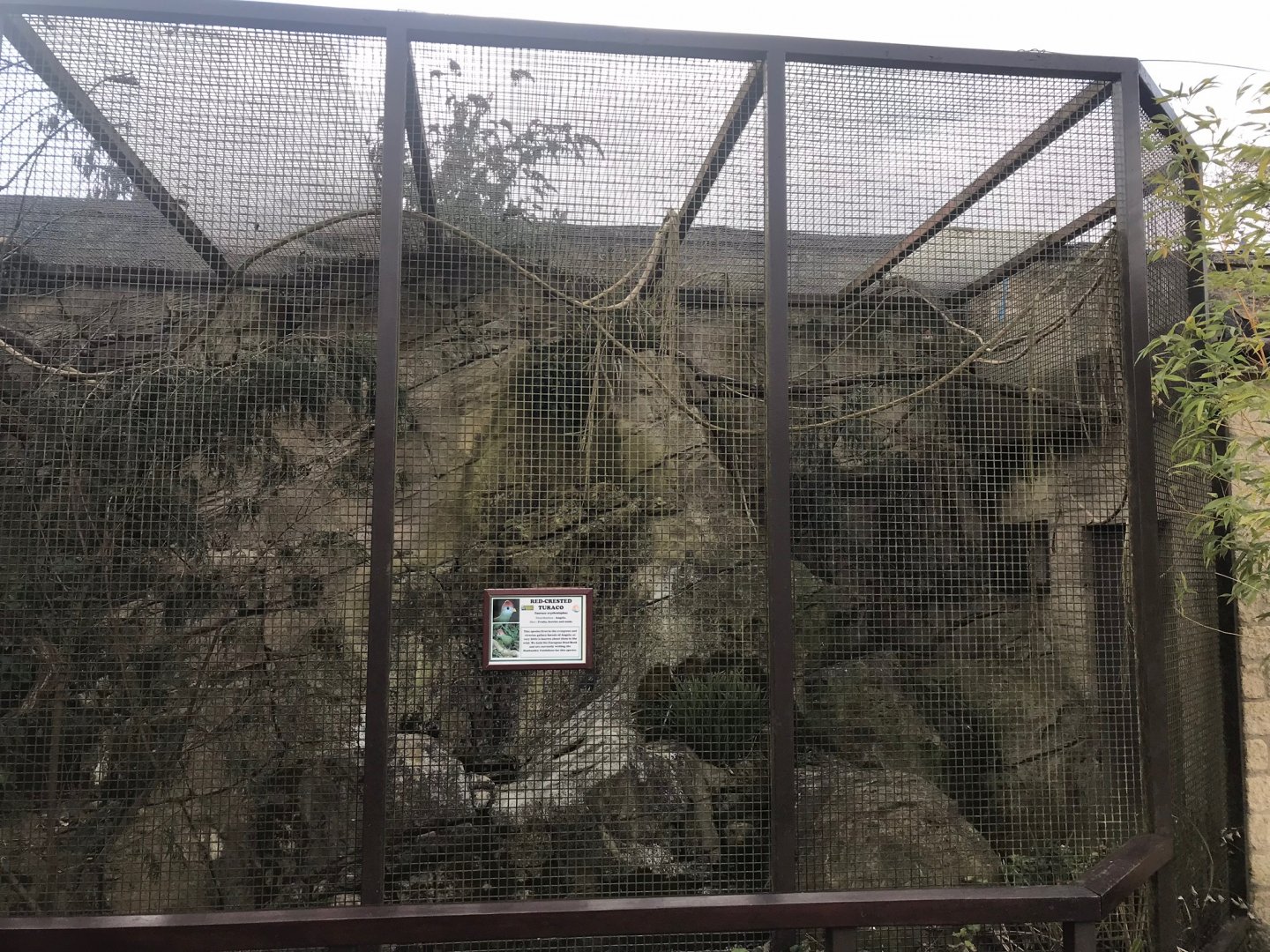 Red-crested turaco exhibit 250318