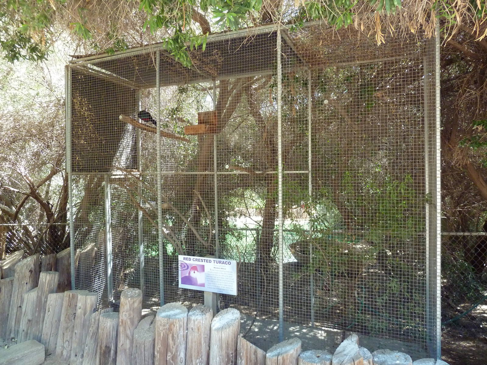 Red-Crested Turaco Exhibit