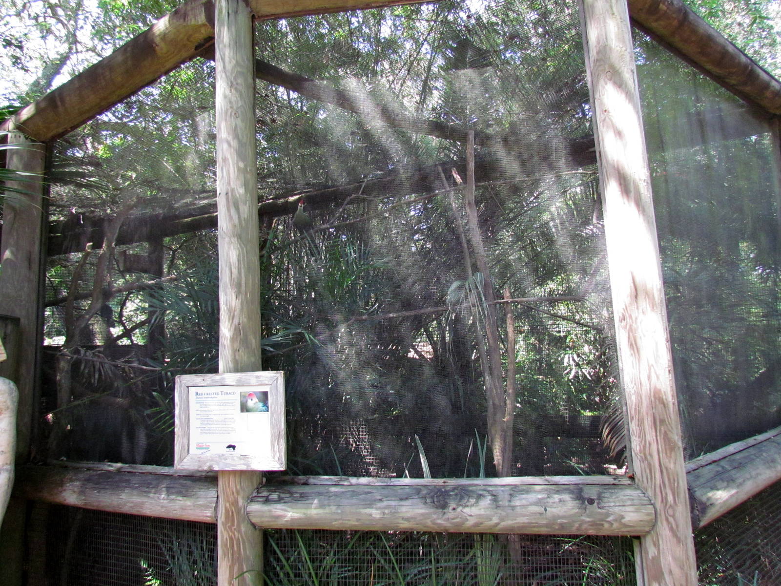 Red-crested Turaco Exhibit