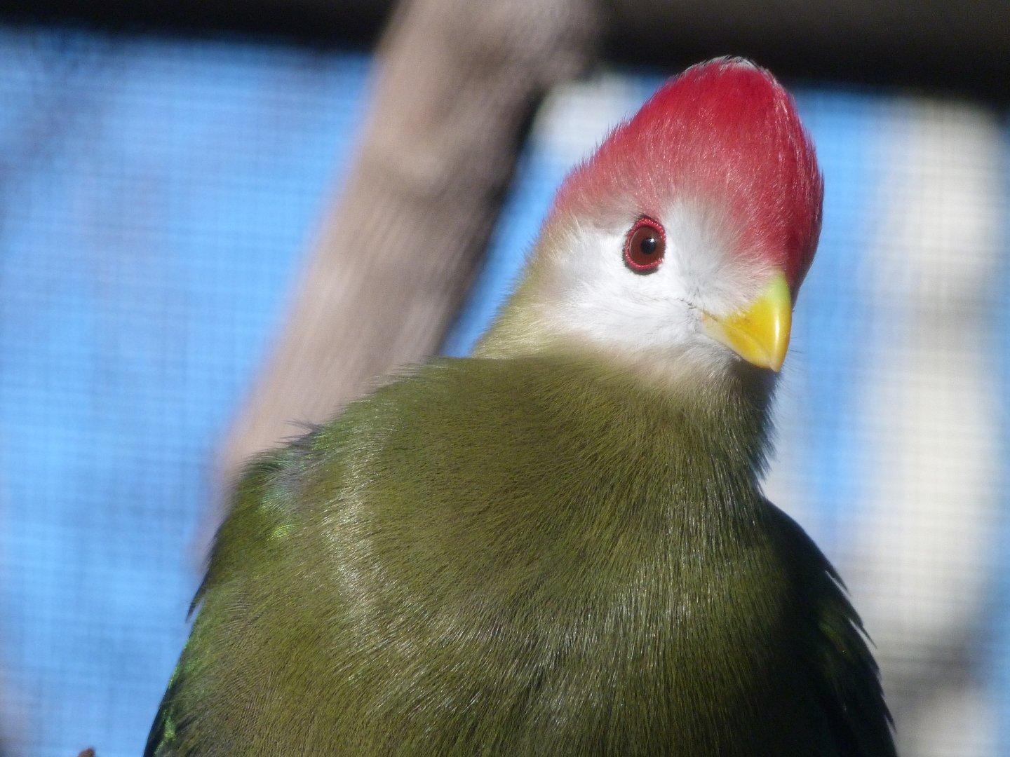 Red-crested turaco -Faunia (2025)