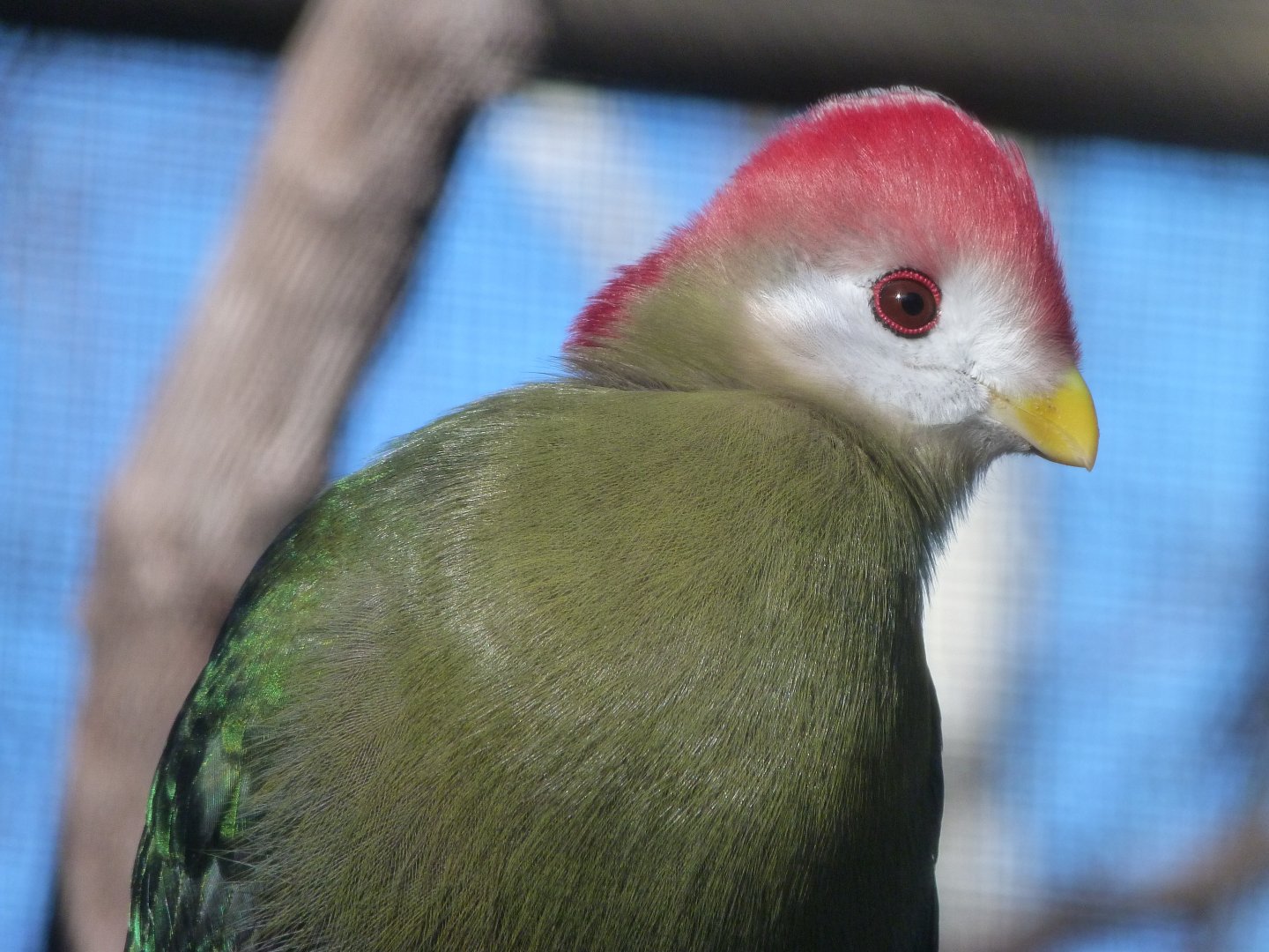 Red-crested turaco -Faunia (2025)