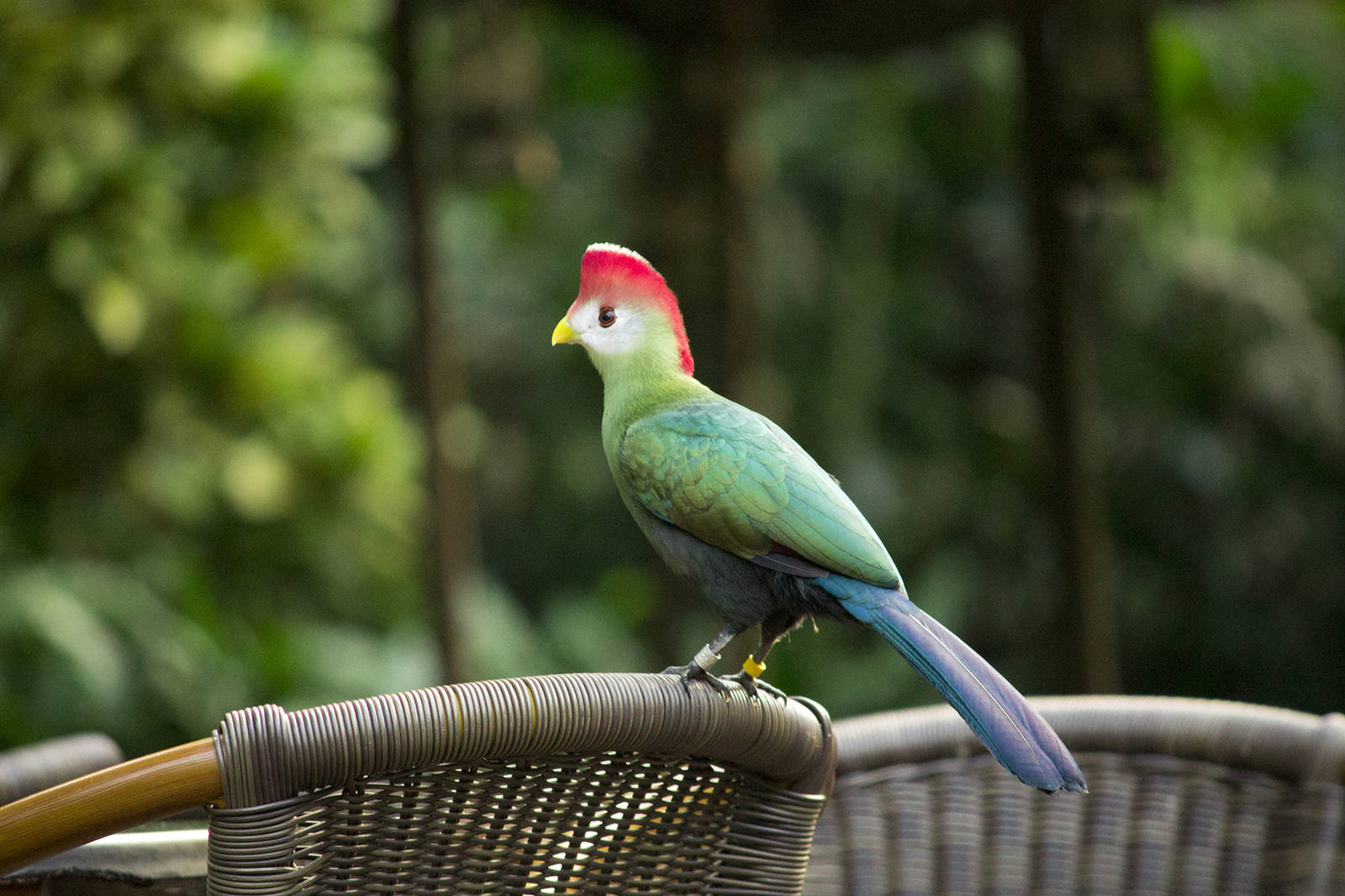 Red-crested turaco in Burgers Bush