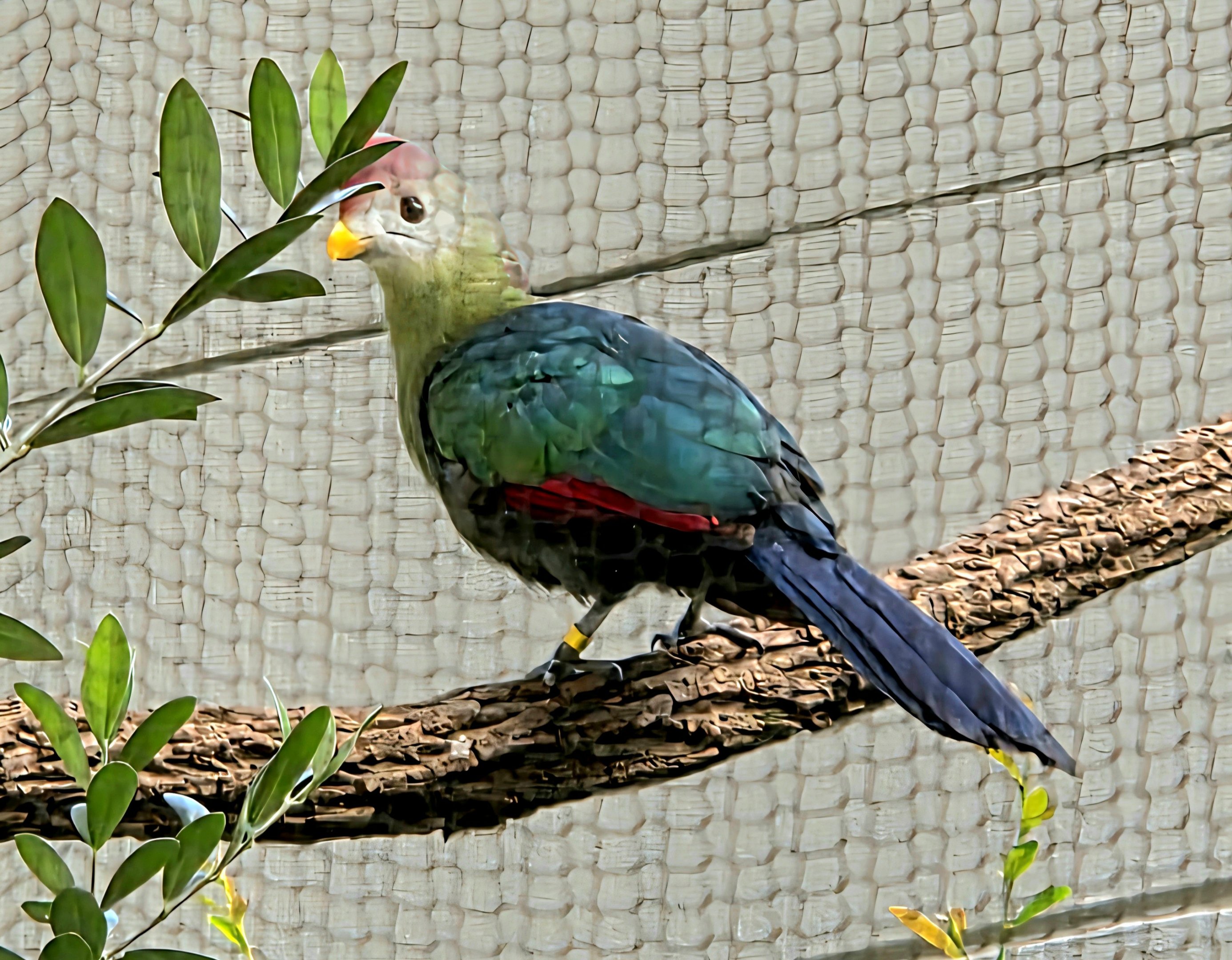 Red-Crested Turaco-Riverbanks Zoo