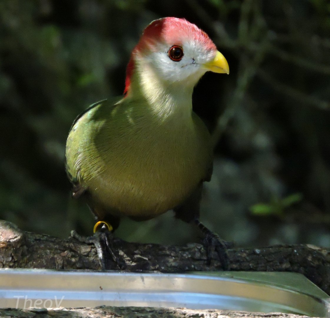 Red-crested turaco - Sanctuaire des okapis [2015]