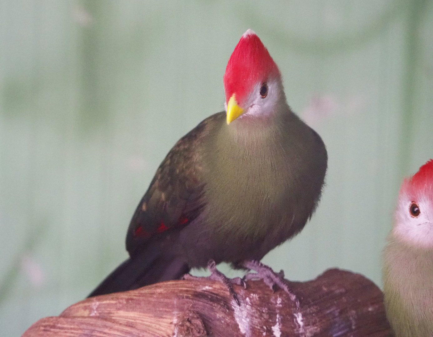 Red-crested turaco (Tauraco erythrolophus), 2020-06-20