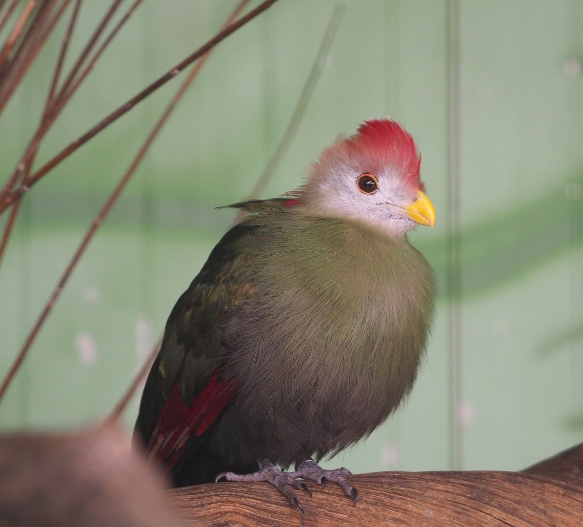 Red-crested turaco (Tauraco erythrolophus), 2021-06-15