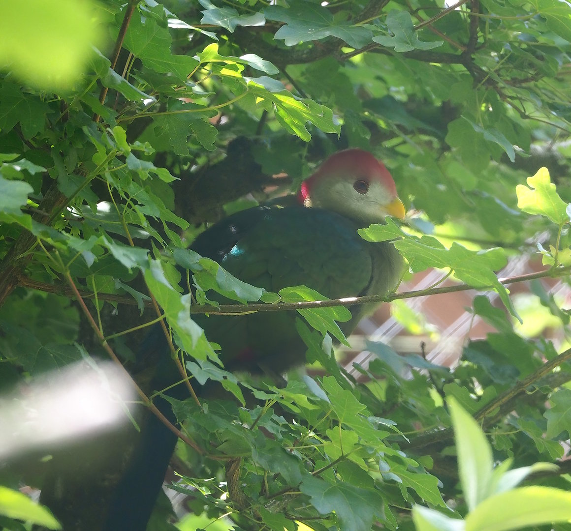 Red-crested turaco (Tauraco erythrolophus), 2022-06-12