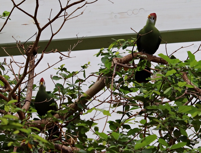 Red-crested turaco (Tauraco erythrolophus) - Tropen-Aquarium