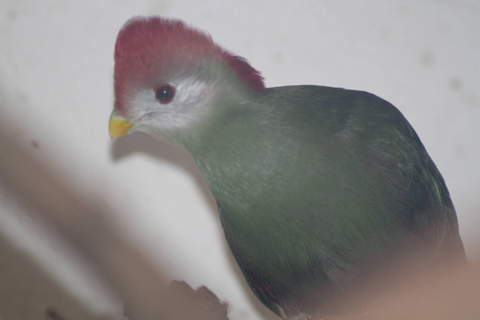Red-crested Turaco (Tauraco erythrolophus)