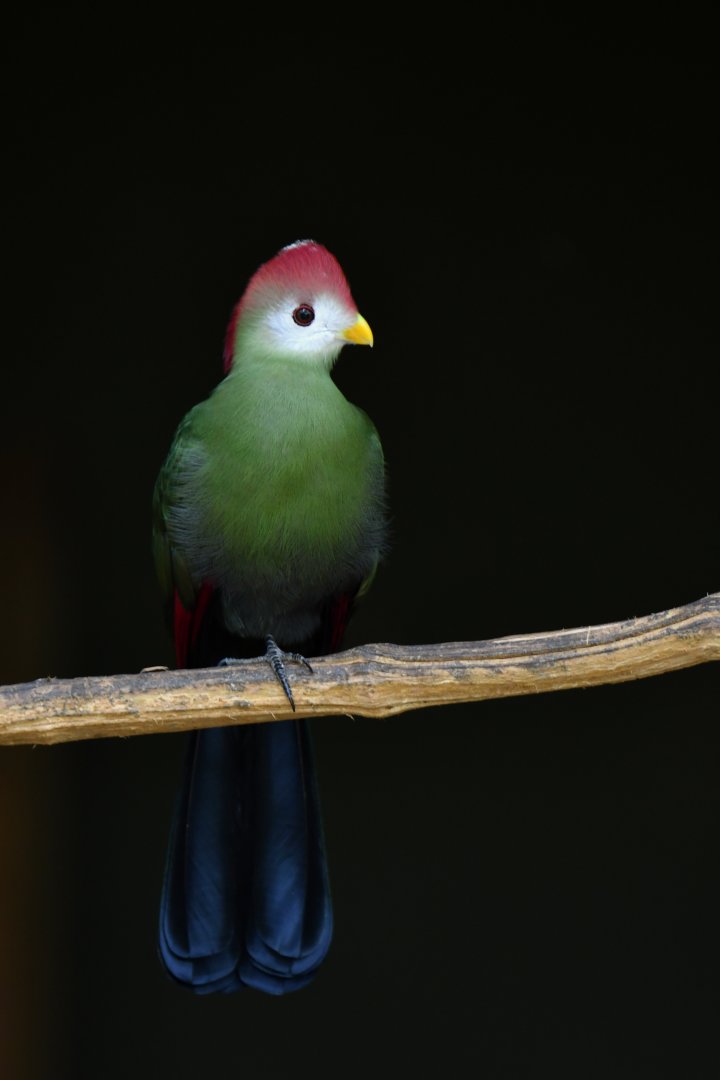 Red-crested turaco Tauraco erythrolophus