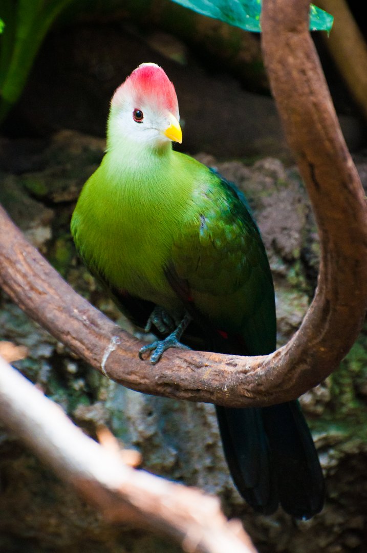Red-crested turaco (Tauraco erythrolophus)