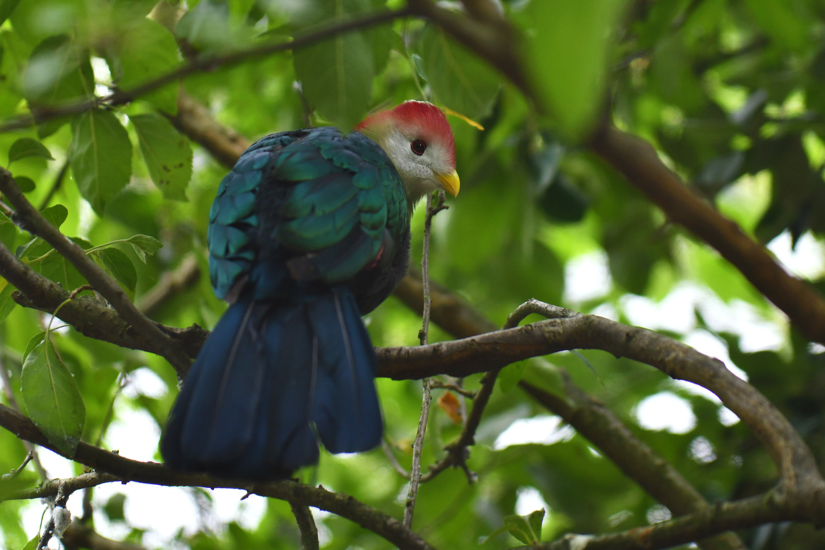Red-crested Turaco Tauraco erythrolophus