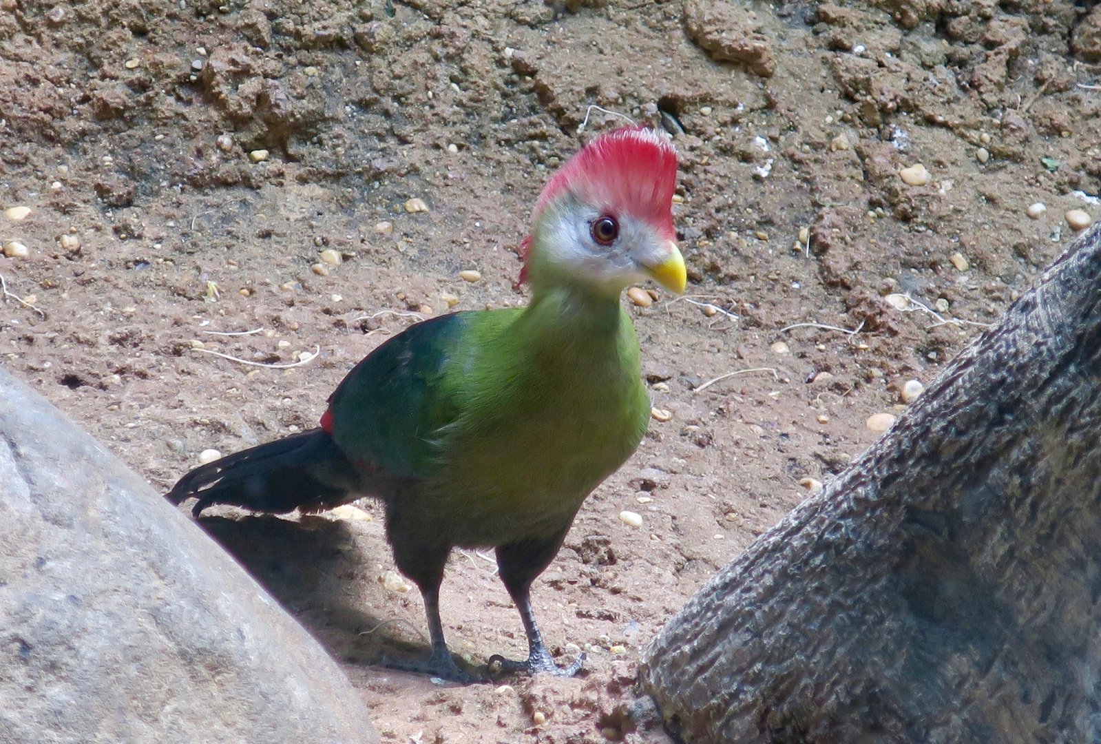 Red-Crested Turaco (Tauraco erythrolophus)