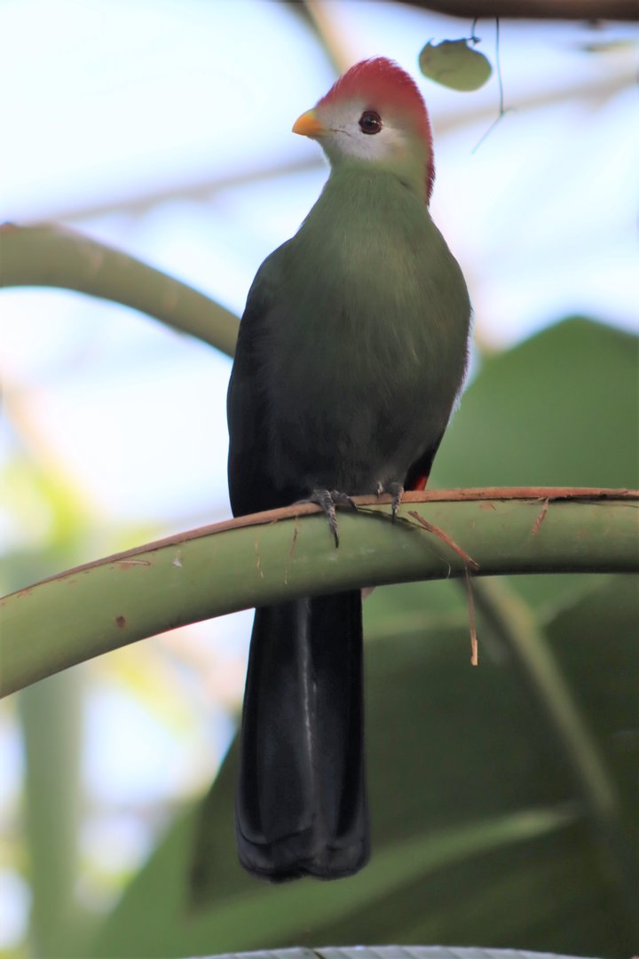 Red-crested Turaco (Tauraco erythrolophus)