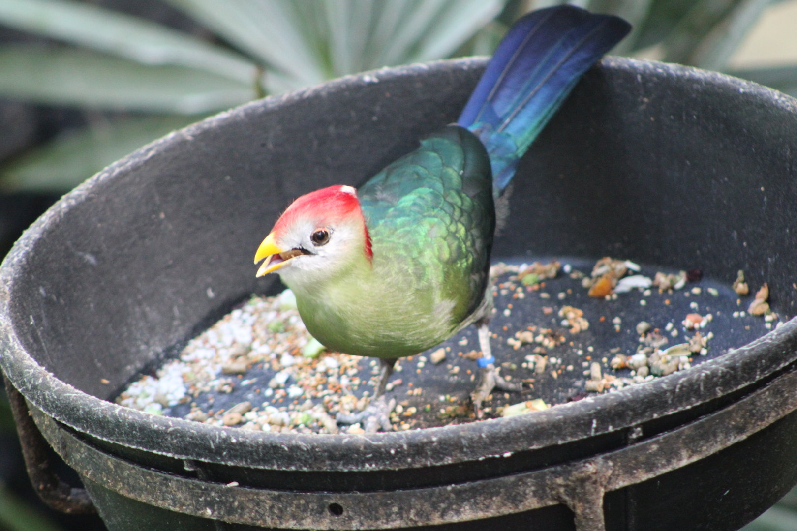 Red-Crested Turaco (Tauraco erythrolophus)