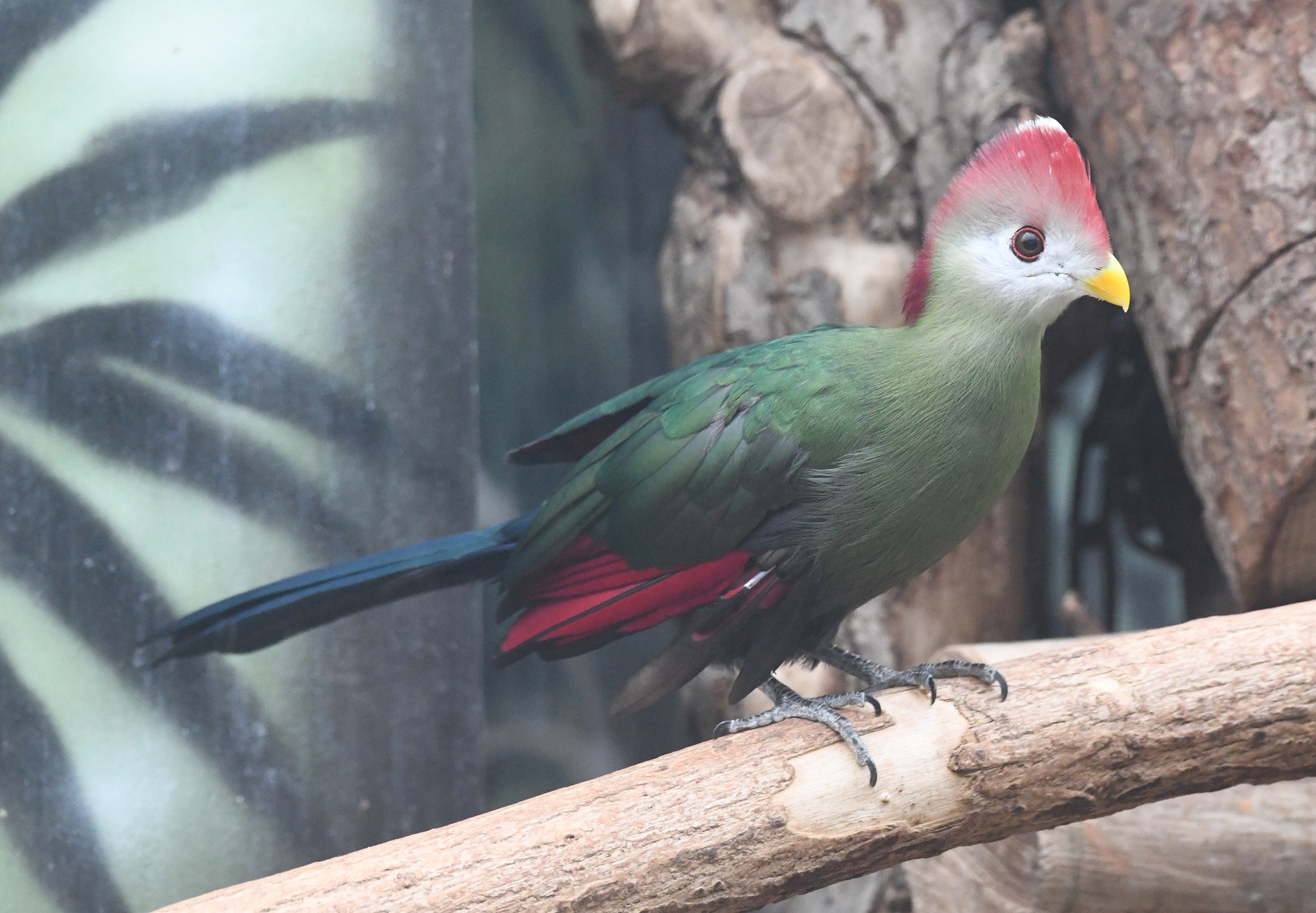 Red-crested Turaco - Tauraco erythrolophus