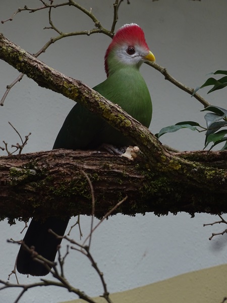 Red-crested turaco (Tauraco erythrolophus)