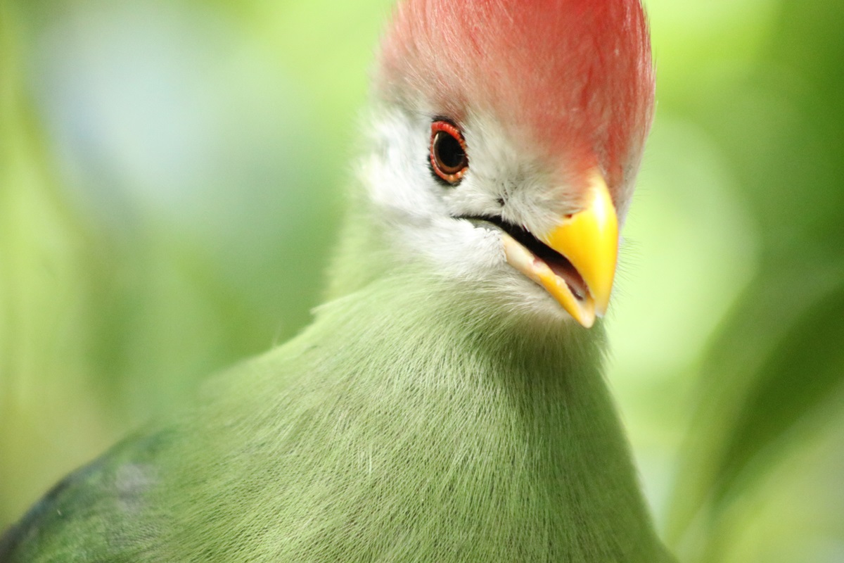 Red-crested Turaco (Tauraco erythrolophus)