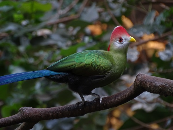 Red-crested turaco (Tauraco erythrolophus)