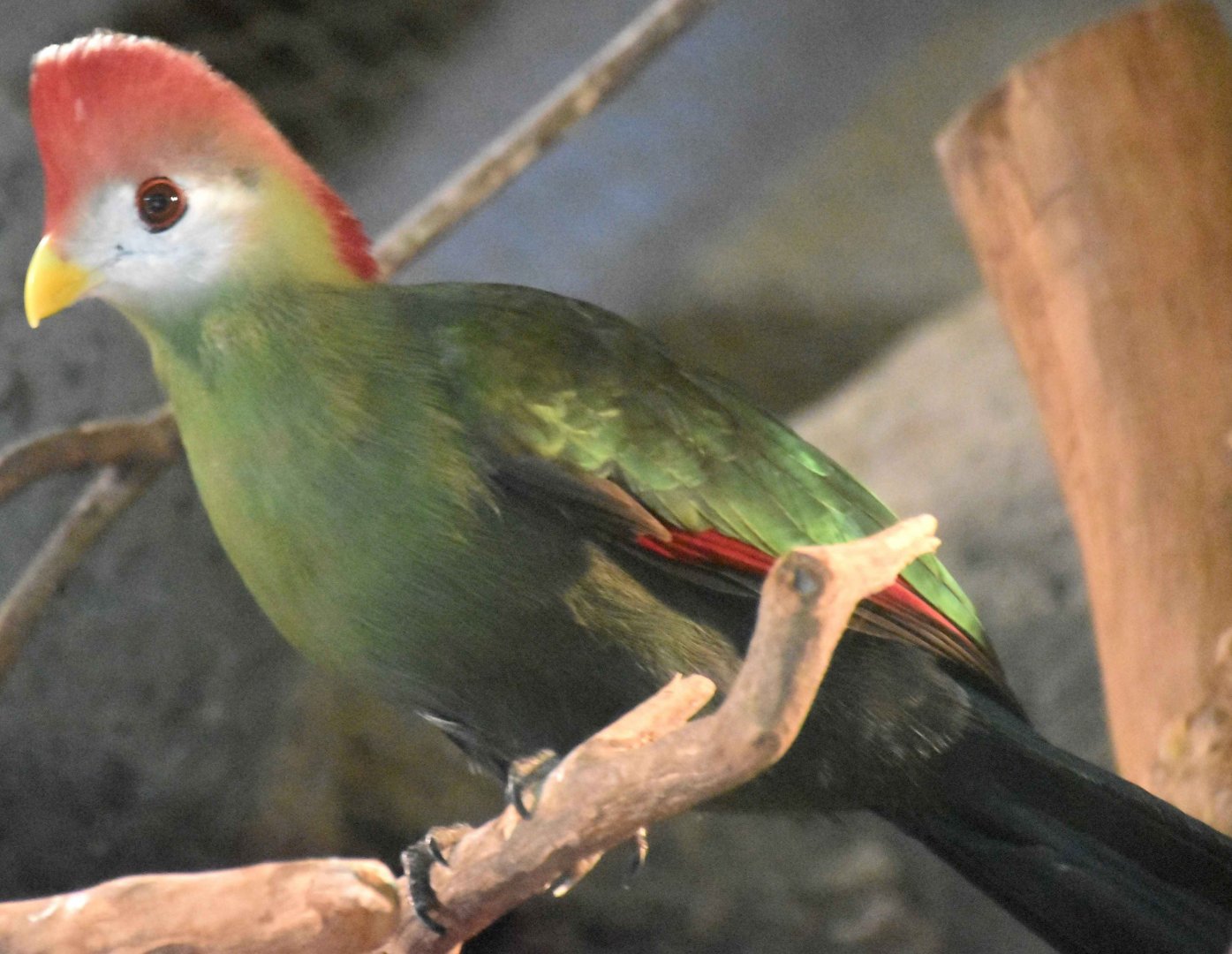 Red-crested Turaco (Tauraco erythrolophus)