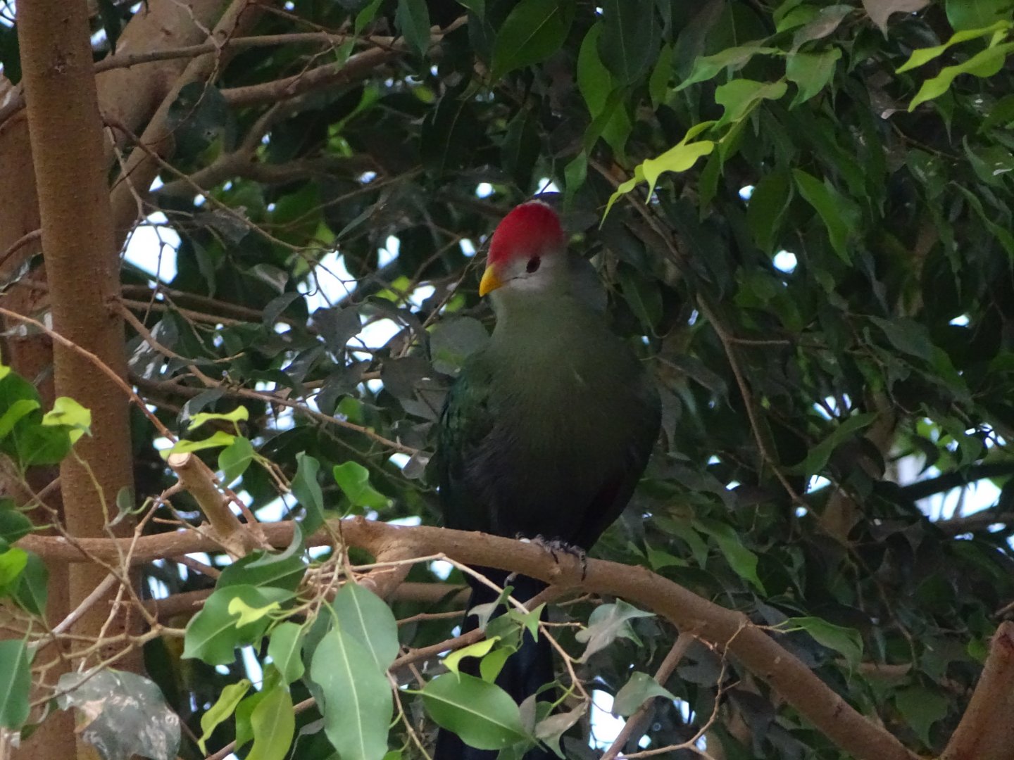 Red-crested turaco (Tauraco erythrolophus)