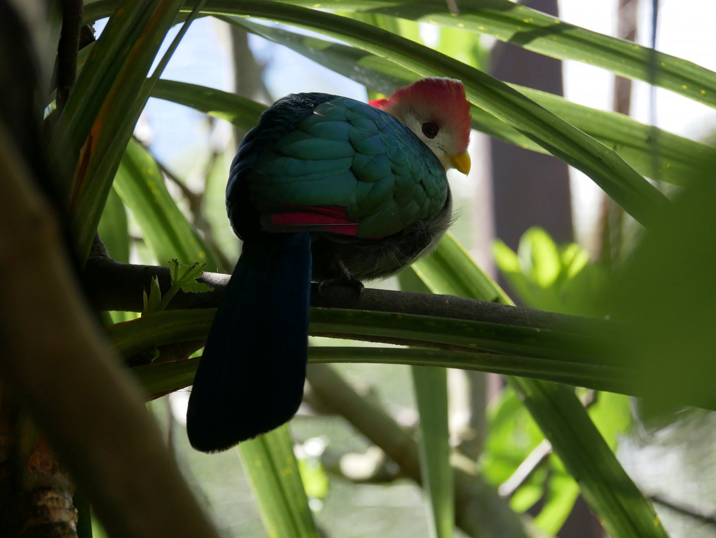 Red-crested turaco (Tauraco erythrolophus)