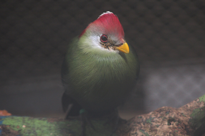 Red-crested turaco (Tauraco erythrolophus)