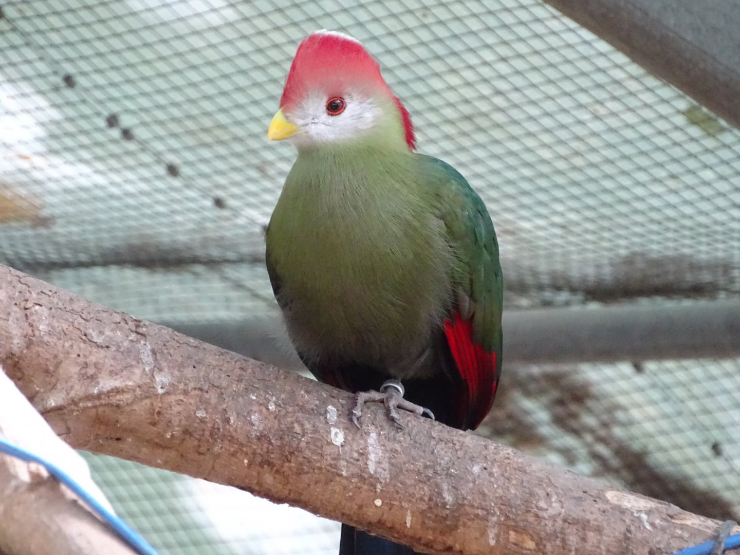 Red-crested turaco (Tauraco erythrolophus)