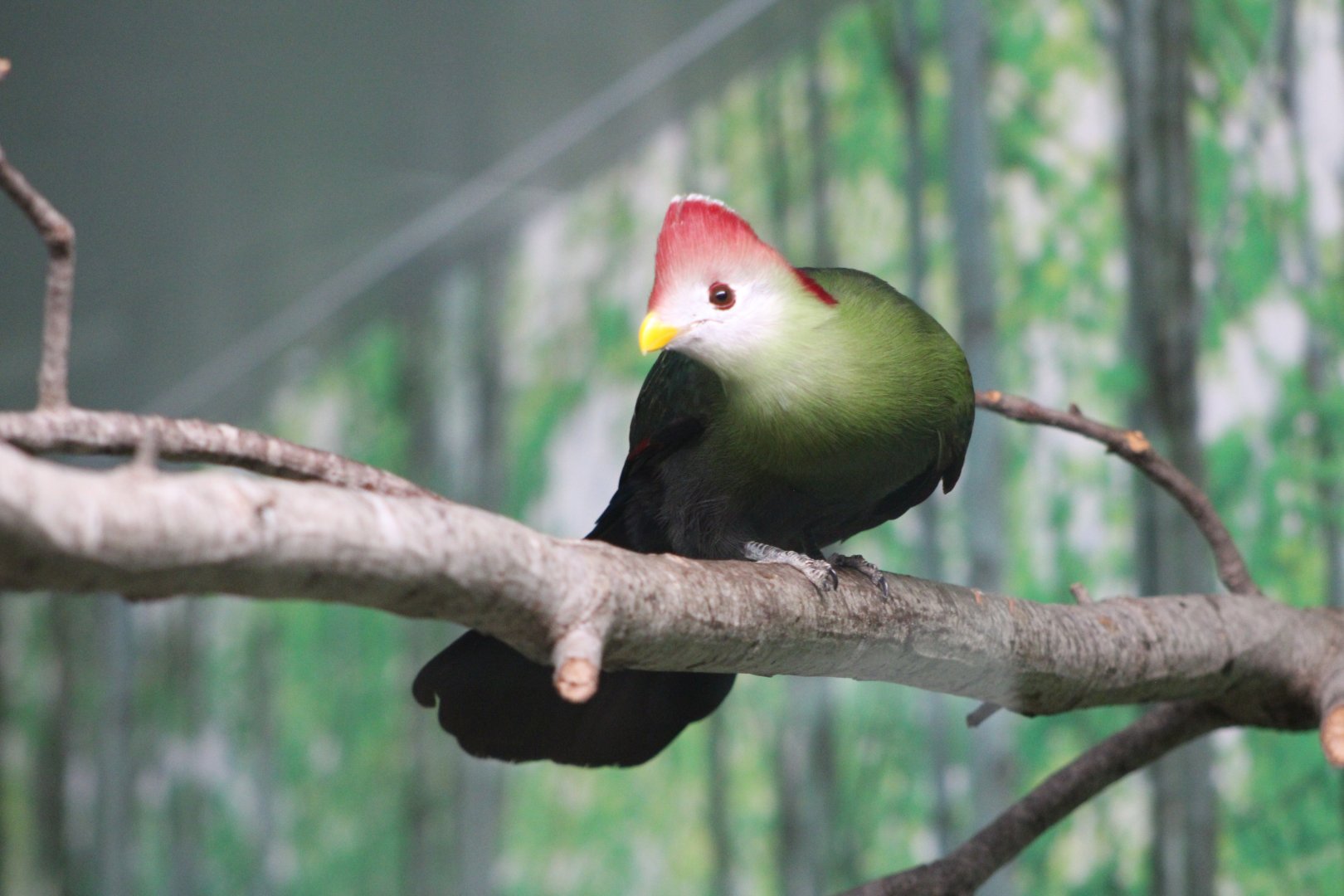 Red-Crested Turaco (Tauraco erythrolophus)