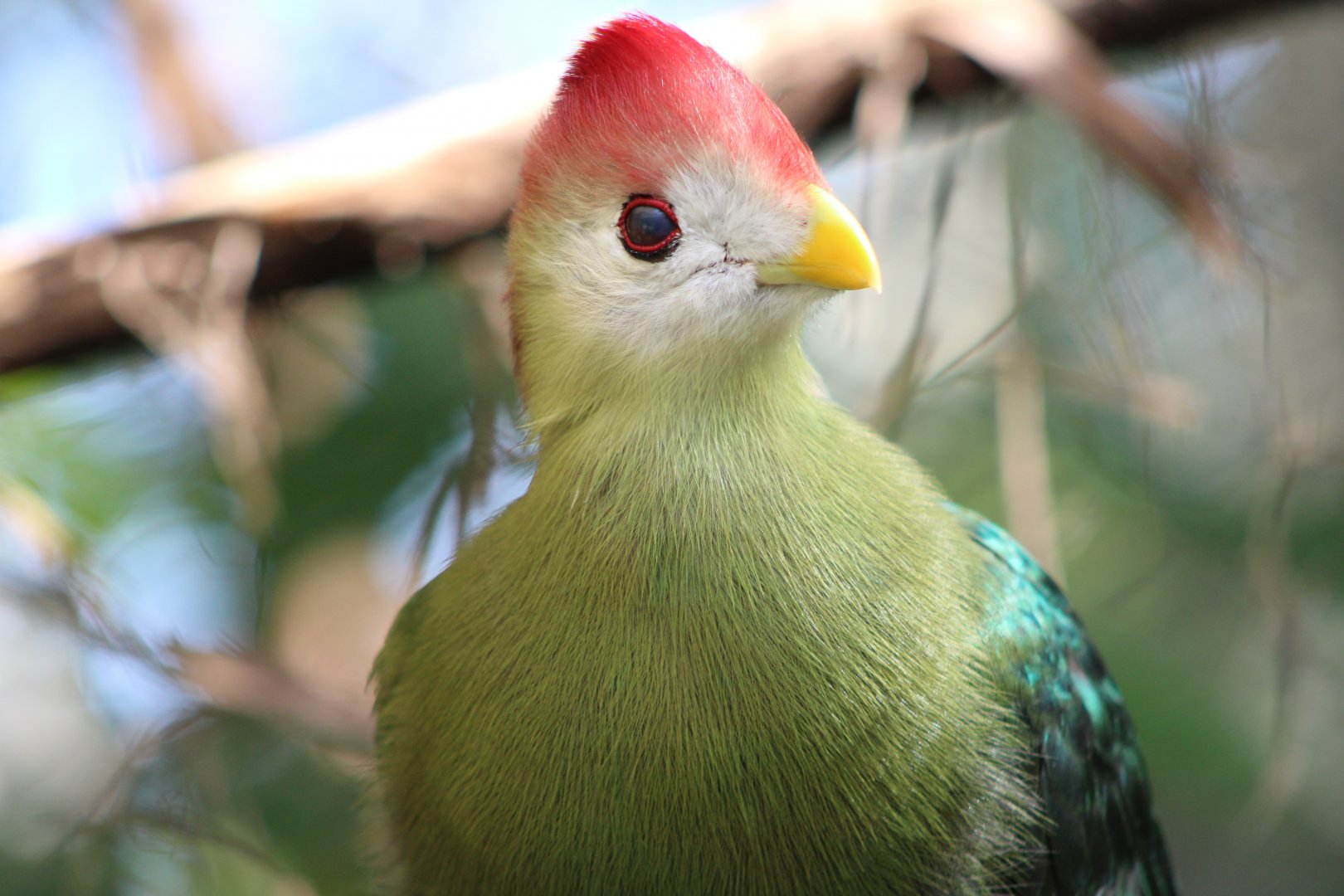 Red-Crested Turaco (Tauraco erythrolophus)