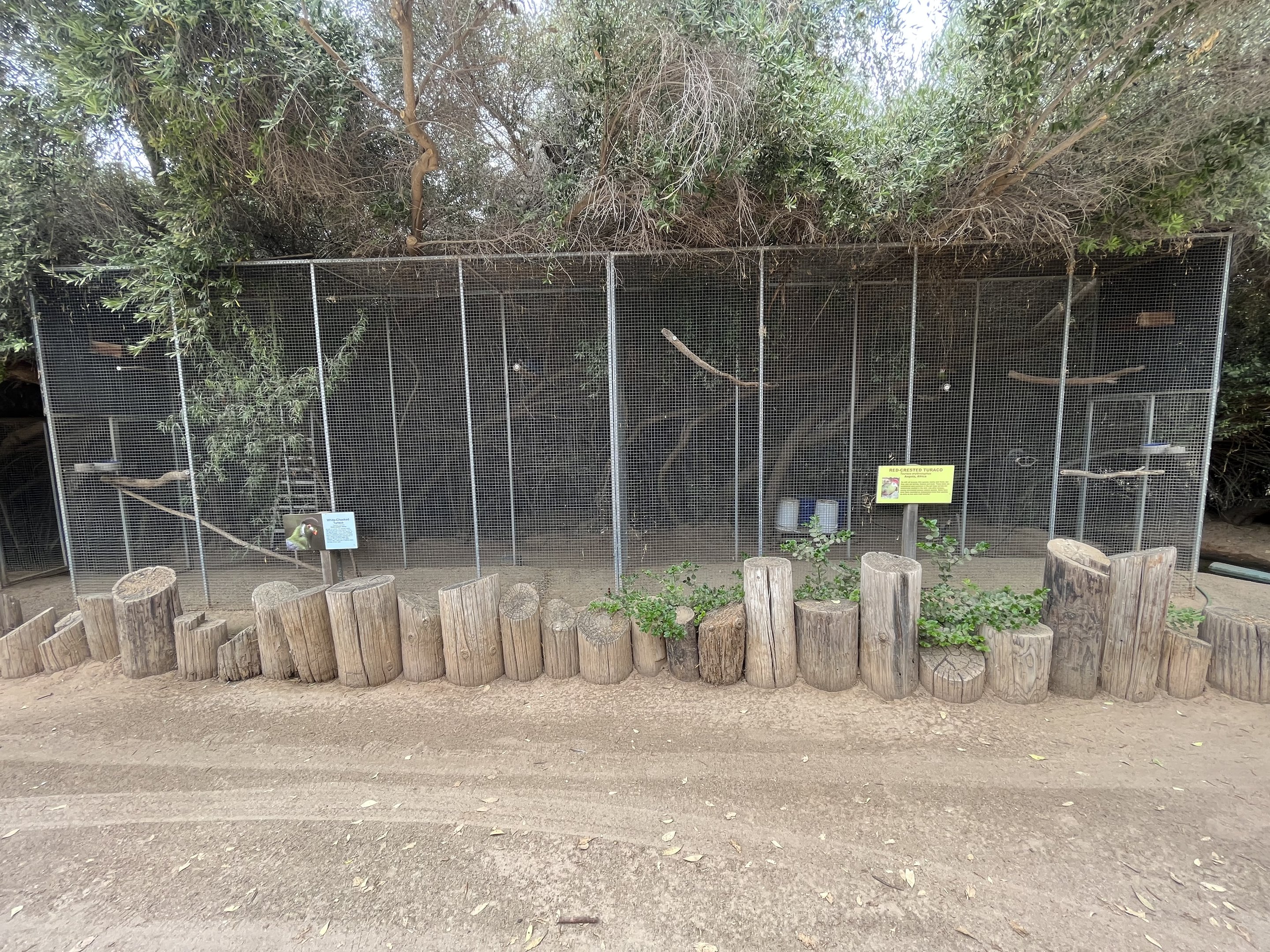 Red-crested Turaco + White-cheeked Turaco Aviaries