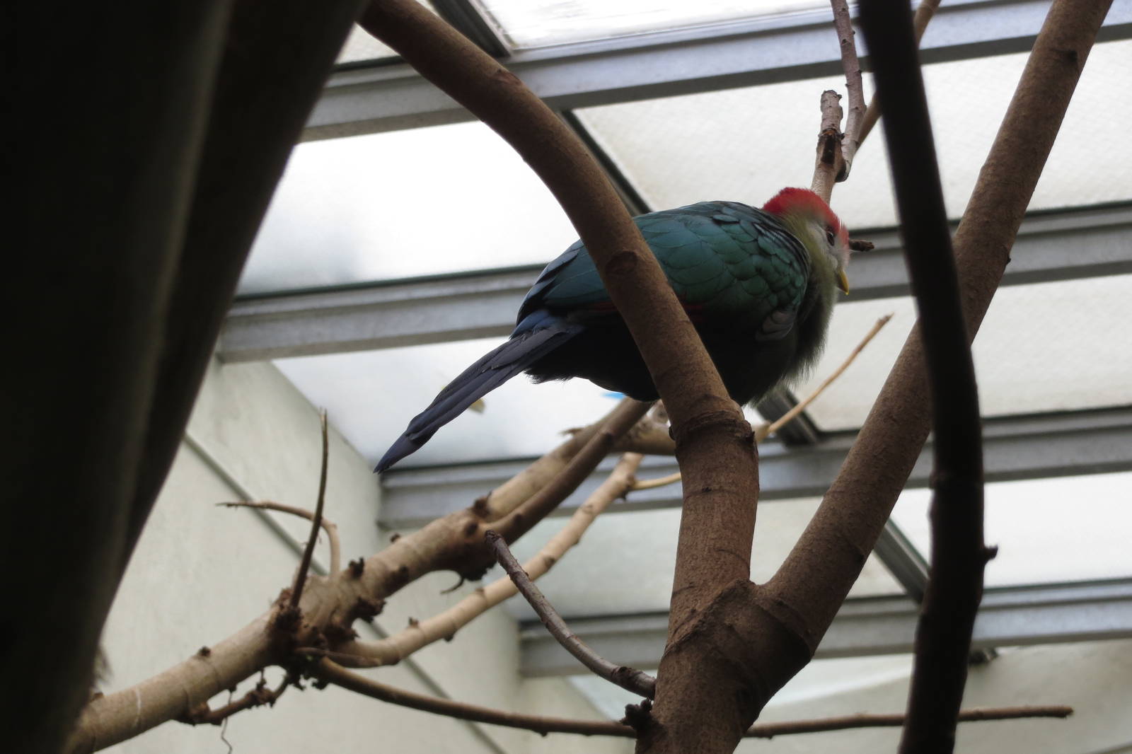 Red-crested Turaco - World of Birds 031215