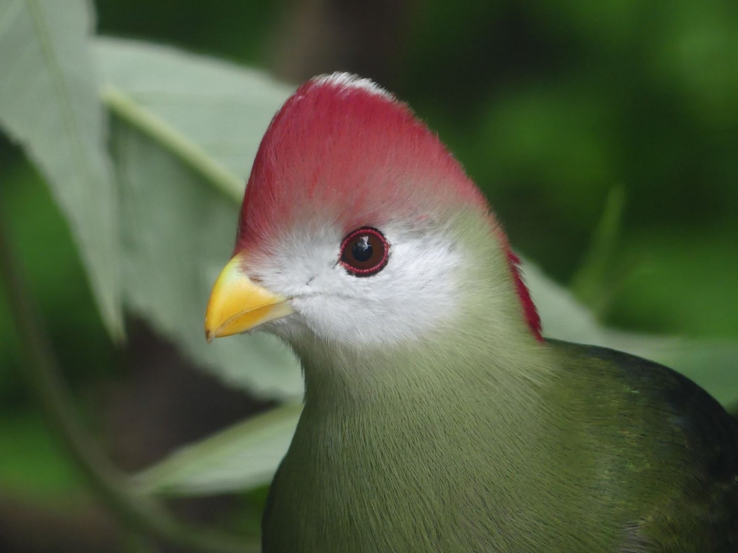Red Crested Turaco - Zoo København - 26.05.25