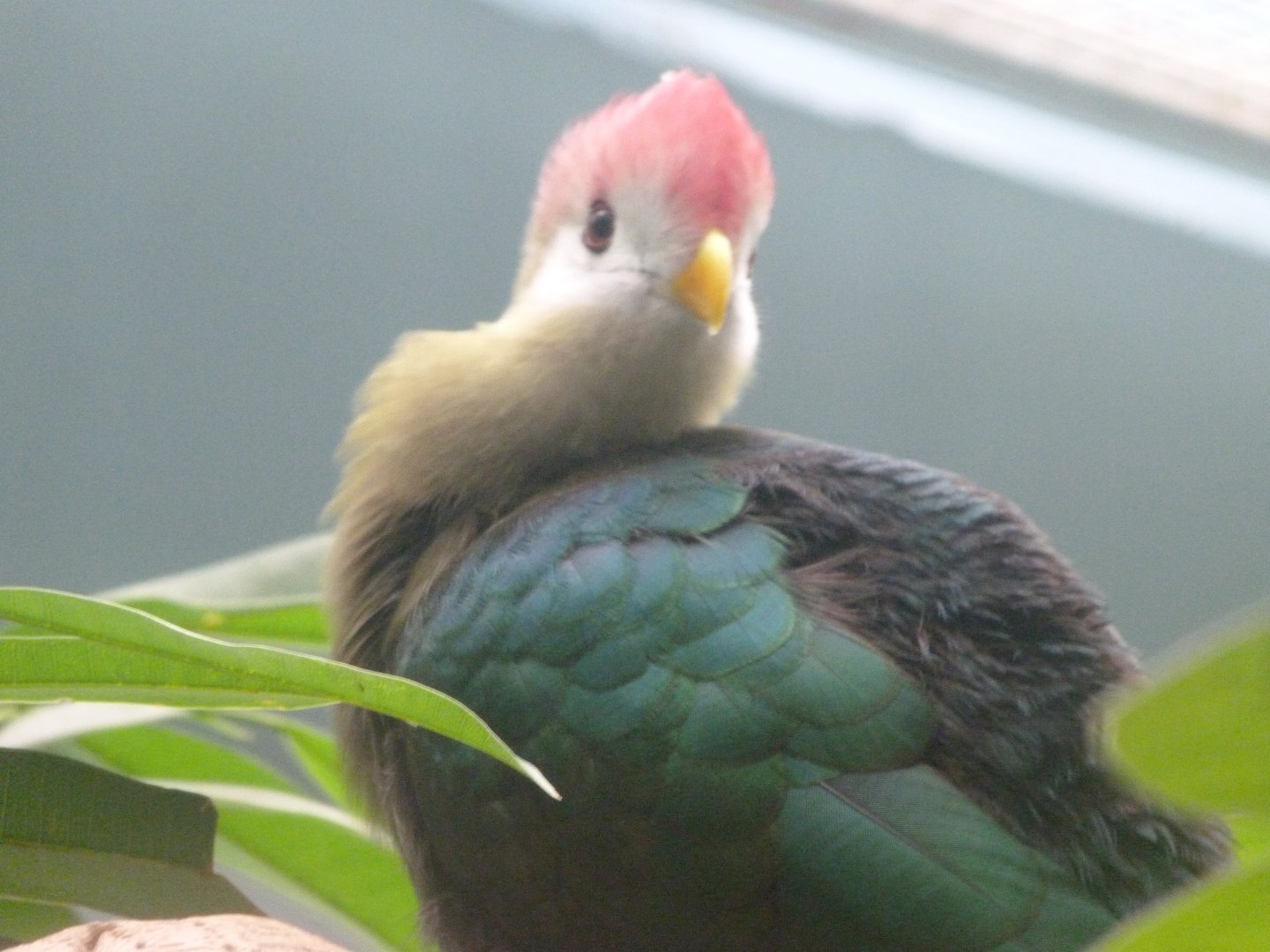 Red-crested turaco -Zoologischer Garten Berlin (2024)