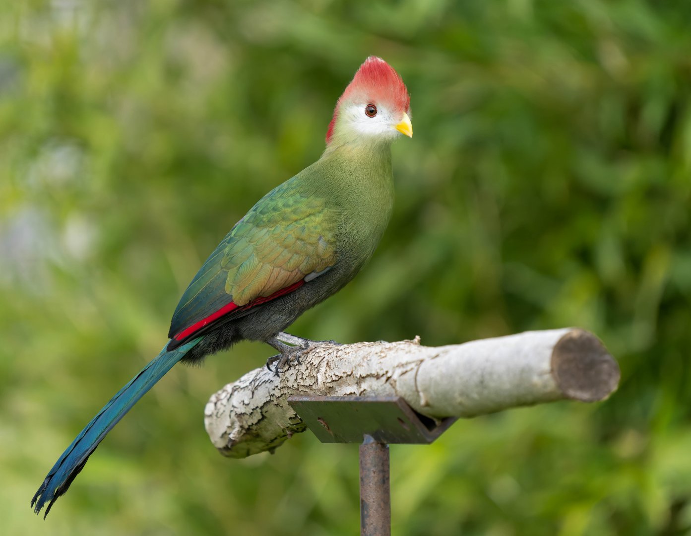 Red crested Turaco, ZSL Whipsnade, UK