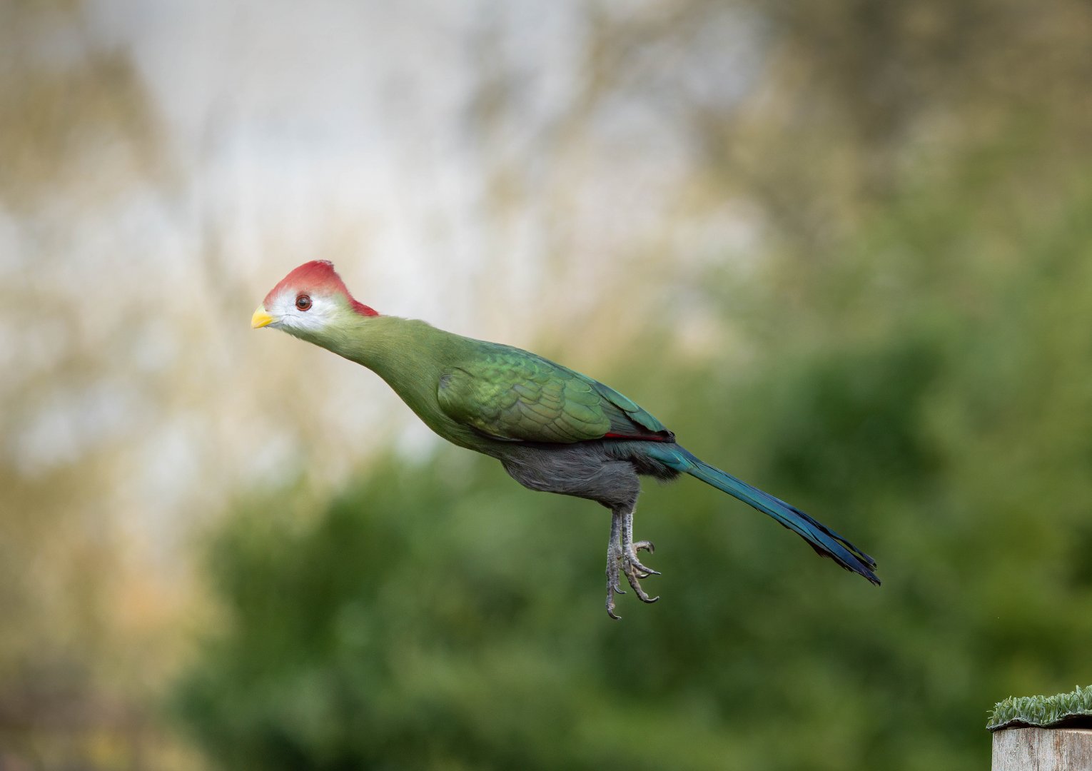 Red crested Turaco, ZSL Whipsnade, UK