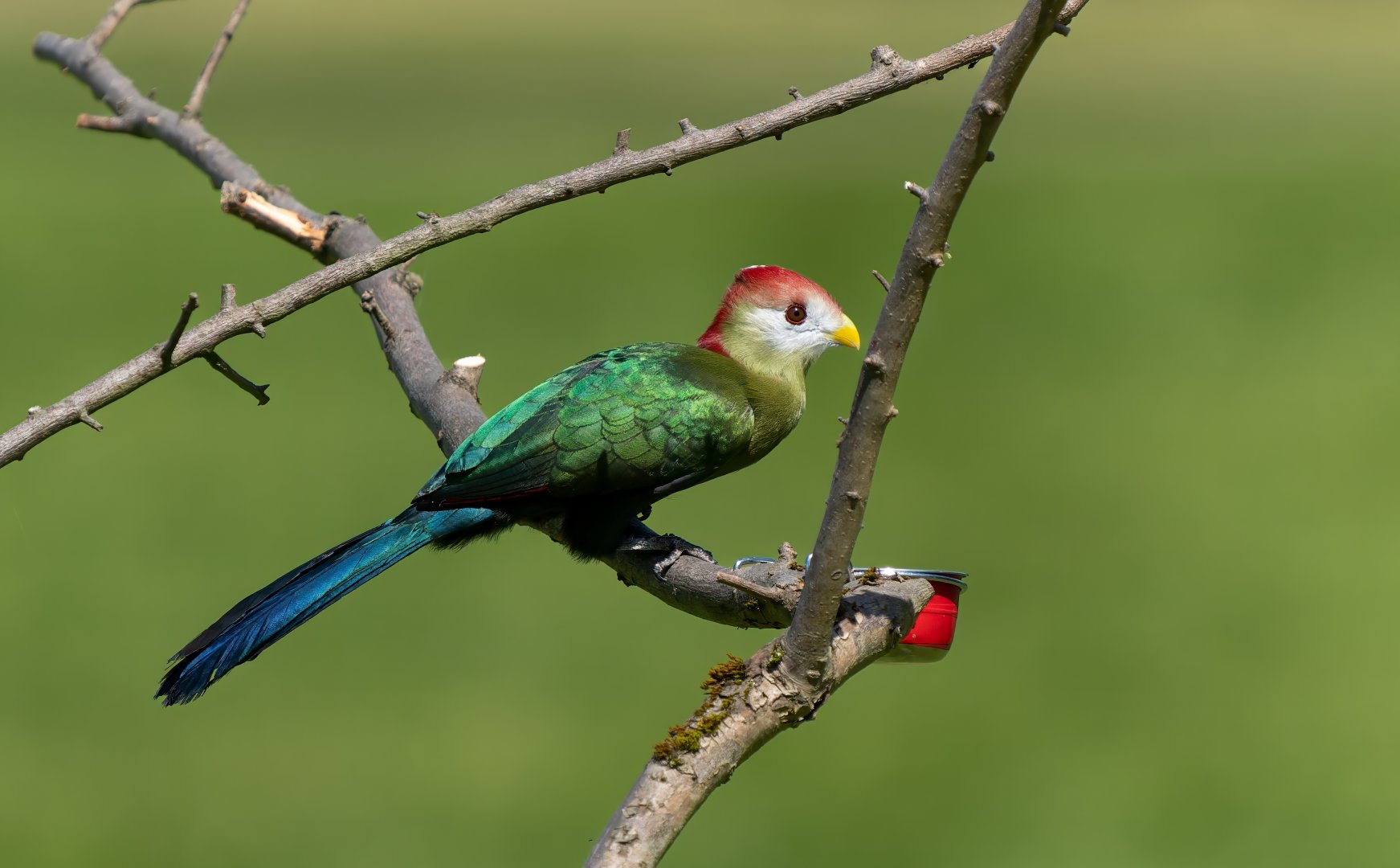Red crested turaco, ZSL Whipsnade, UK