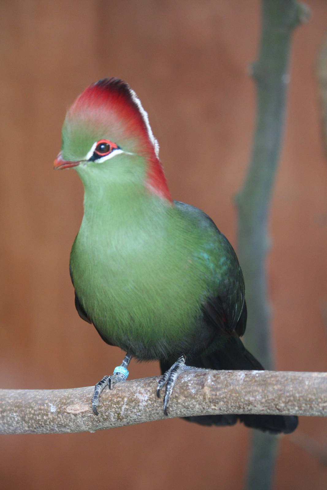 Red-crested turaco?