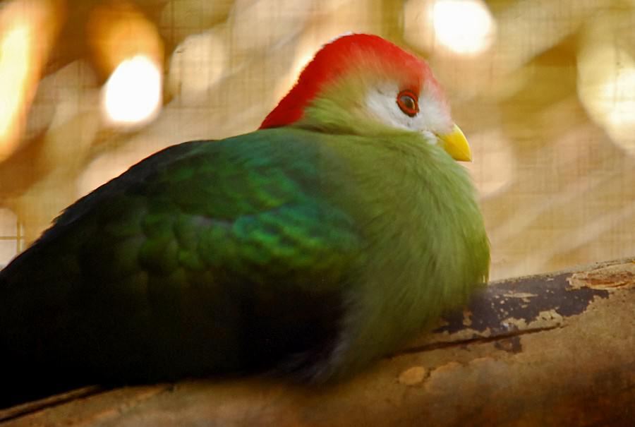 red crested turaco