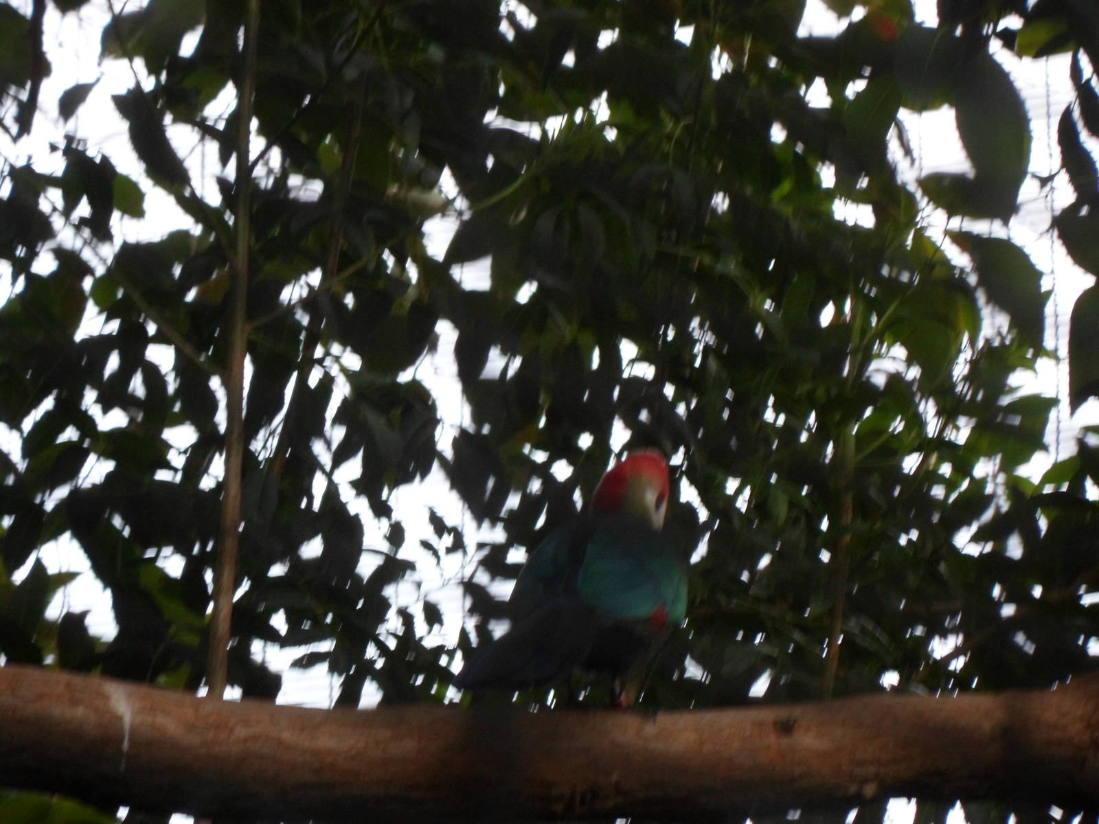 Red-Crested Turaco