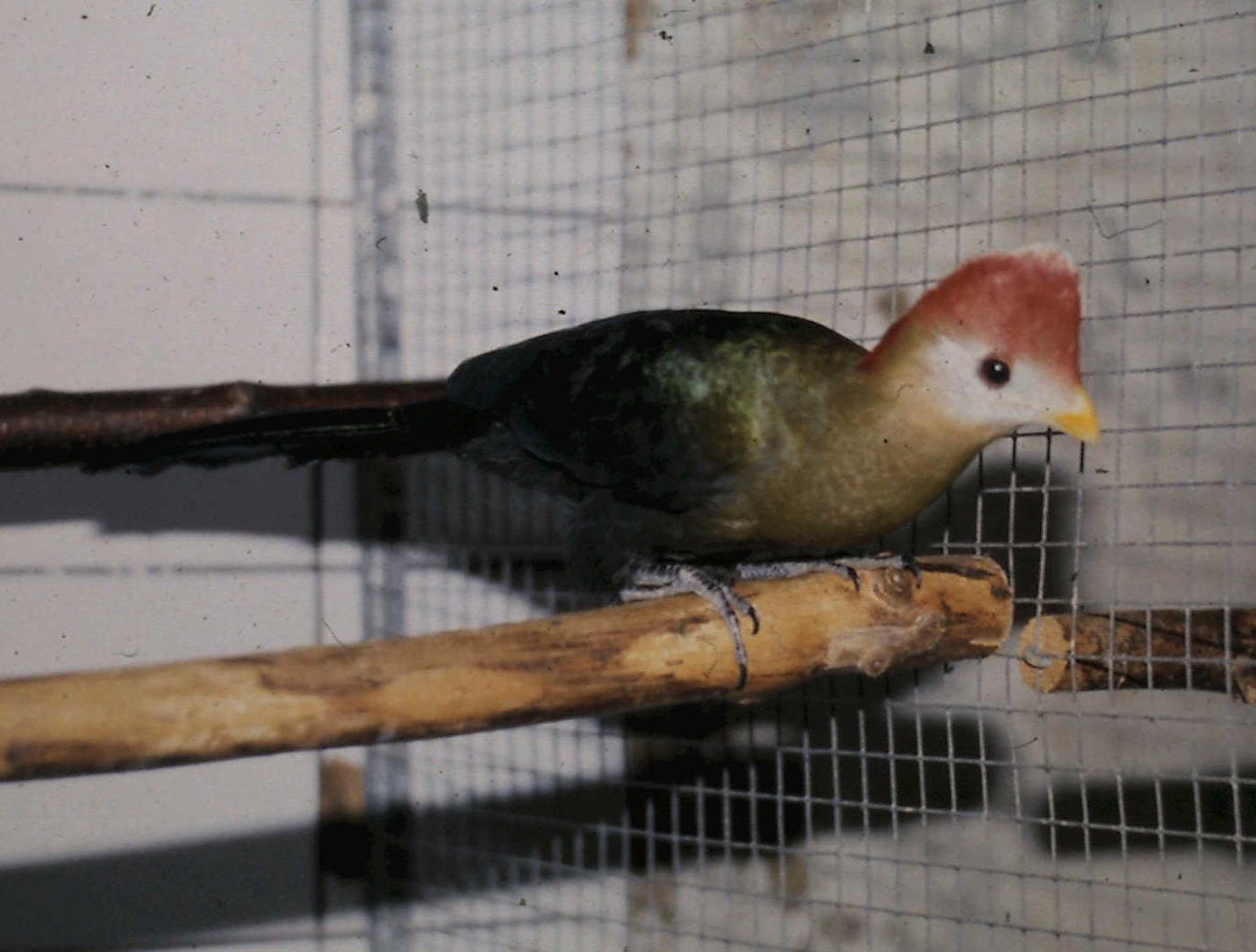 red-crested turaco