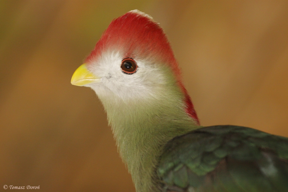 Red-crested turaco
