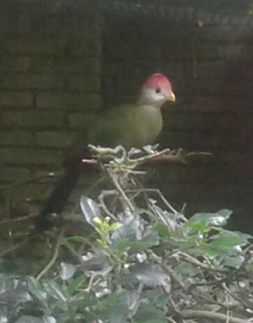 Red-crested turaco