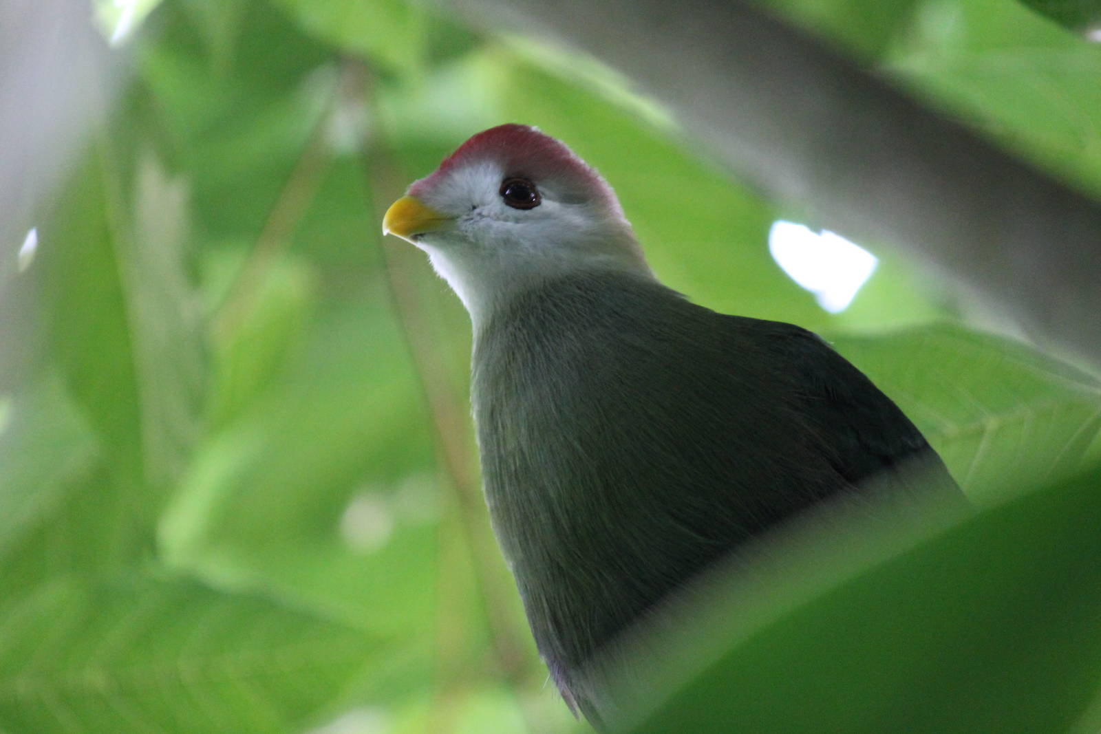 Red-crested turaco